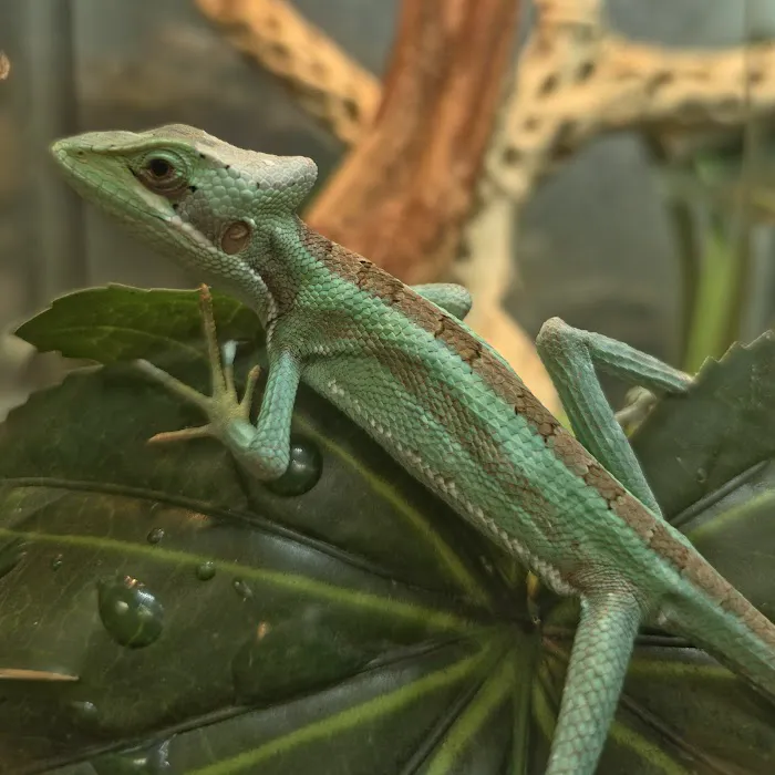 Royal Union Pets Co. Picture 9