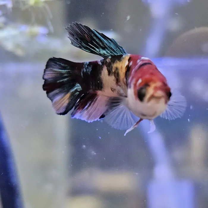 Royal Union Pets Co. Picture 4
