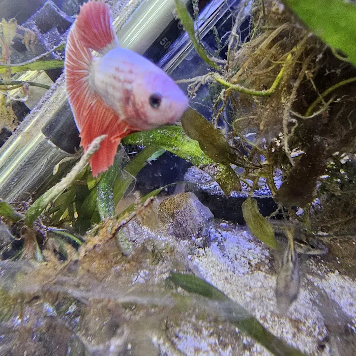 Royal Union Pets Co. Picture 6