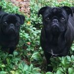 Seymour Veterinary Hospital