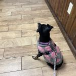 Advanced Veterinary Care