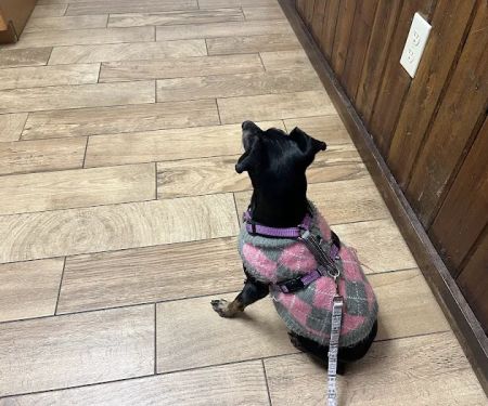 Advanced Veterinary Care