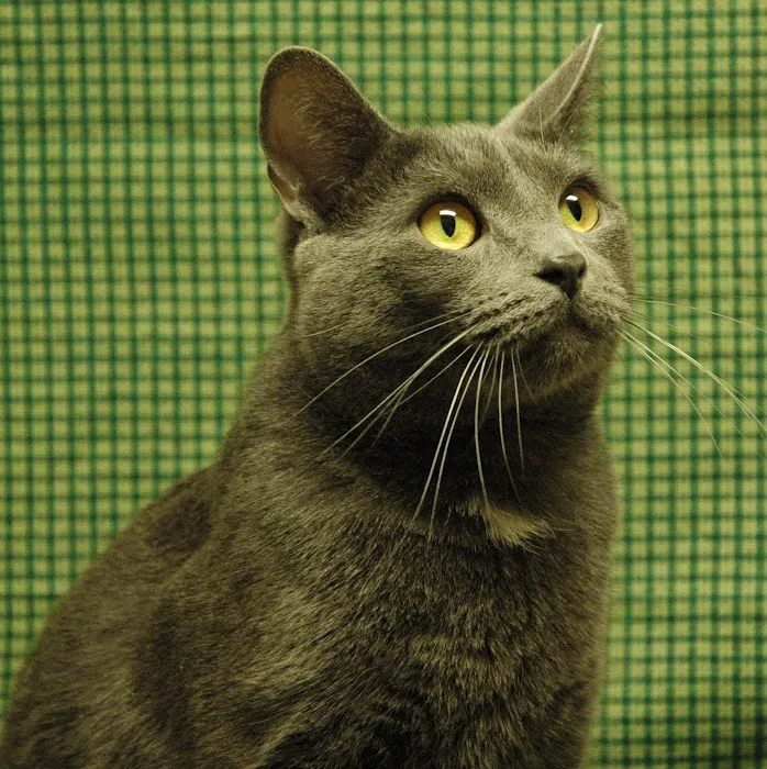 Advanced Veterinary Care Picture 8