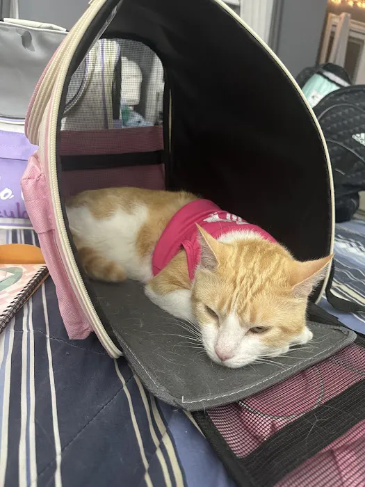Advanced Veterinary Care Picture 7
