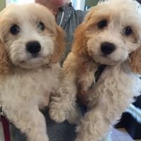 Star Meadow Animal Clinic ico