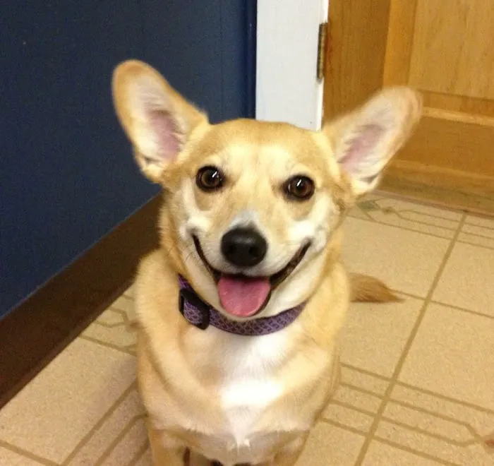 Star Meadow Animal Clinic Picture 2