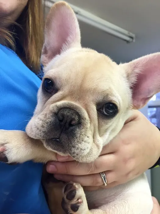 Star Meadow Animal Clinic Picture 4