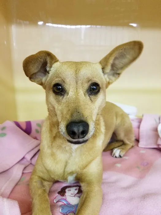 Star Meadow Animal Clinic Picture 6