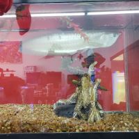 Aquatic Interiors Sea Cave ico