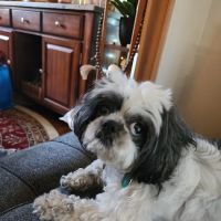 Ansonia Westfield Veterinary Hospital ico