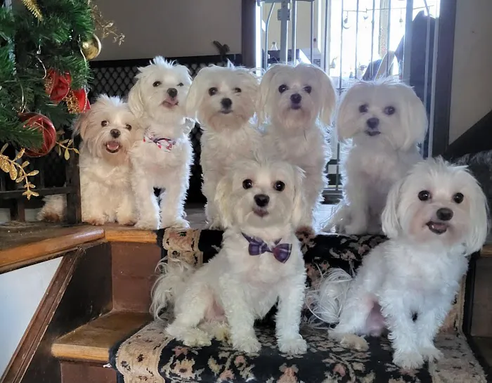 Ansonia Westfield Veterinary Hospital Picture 4