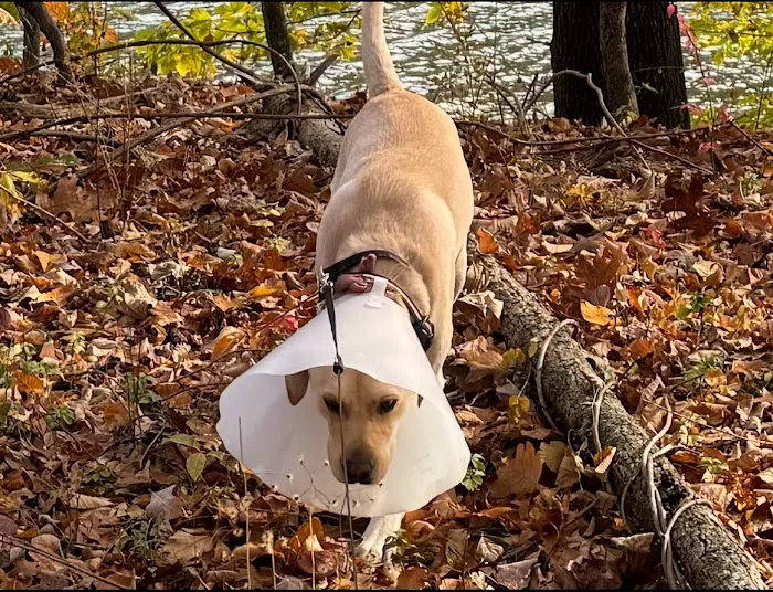 Ansonia Westfield Veterinary Hospital Picture 9