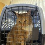 Ansonia Seymour Veterinary Hospital