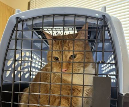 Ansonia Seymour Veterinary Hospital