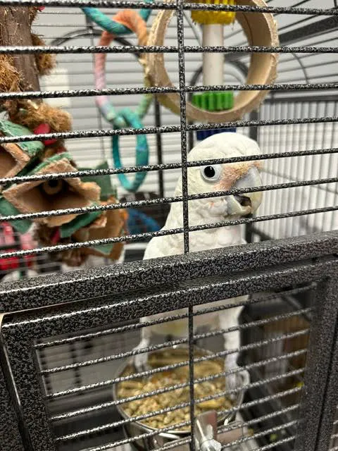 Milt's One Stop Parrot Shop Picture 4