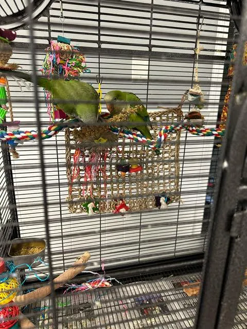 Milt's One Stop Parrot Shop Picture 6