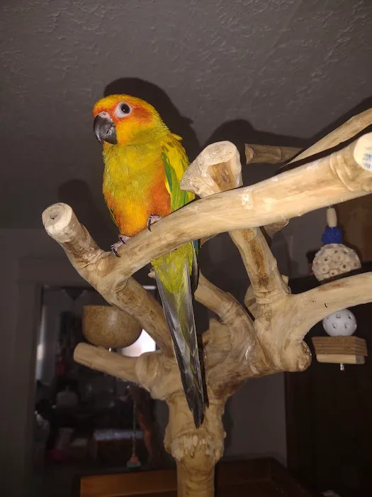 Milt's One Stop Parrot Shop Picture 1