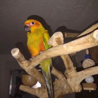 Milt's One Stop Parrot Shop ico