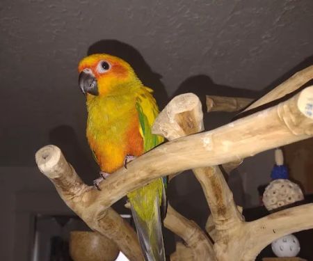 Milt's One Stop Parrot Shop