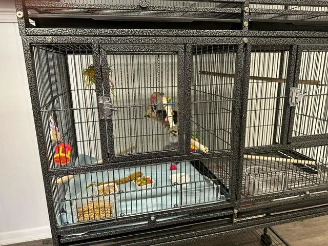 Milt's One Stop Parrot Shop Picture 10