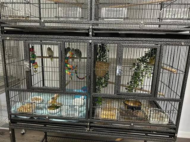 Milt's One Stop Parrot Shop Picture 8