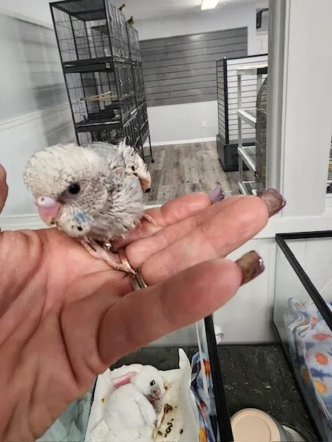 Milt's One Stop Parrot Shop Picture 2