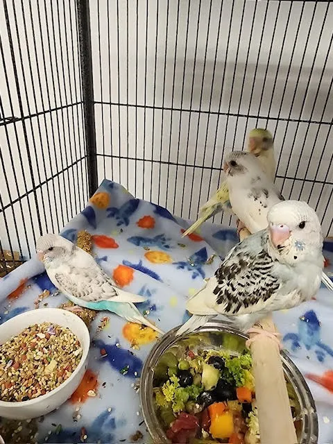 Milt's One Stop Parrot Shop Picture 5