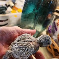 Wingz Designs Babies ico
