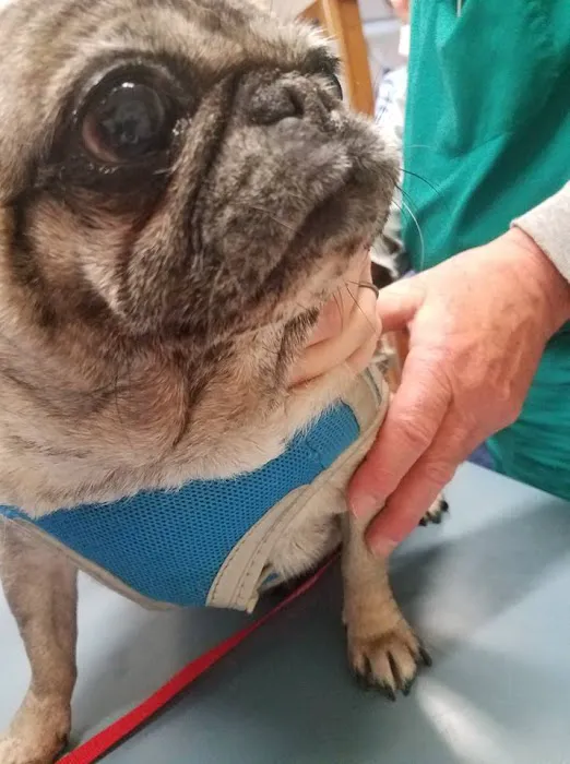 Silver Sands Veterinary Center Picture 9