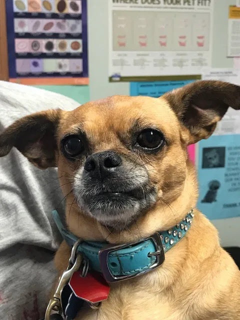 Silver Sands Veterinary Center Picture 5