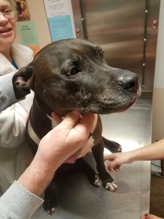 Silver Sands Veterinary Center Picture 1