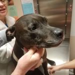Silver Sands Veterinary Center