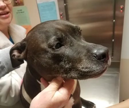 Silver Sands Veterinary Center