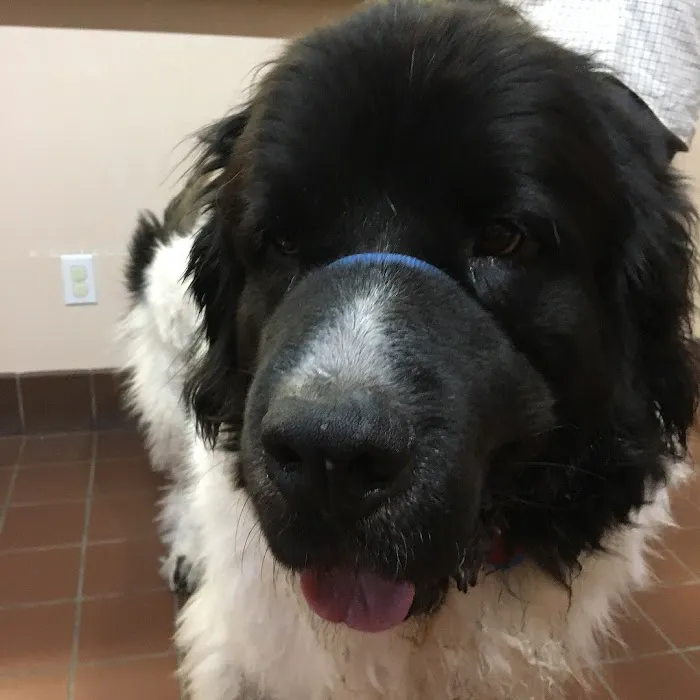 Silver Sands Veterinary Center Picture 7