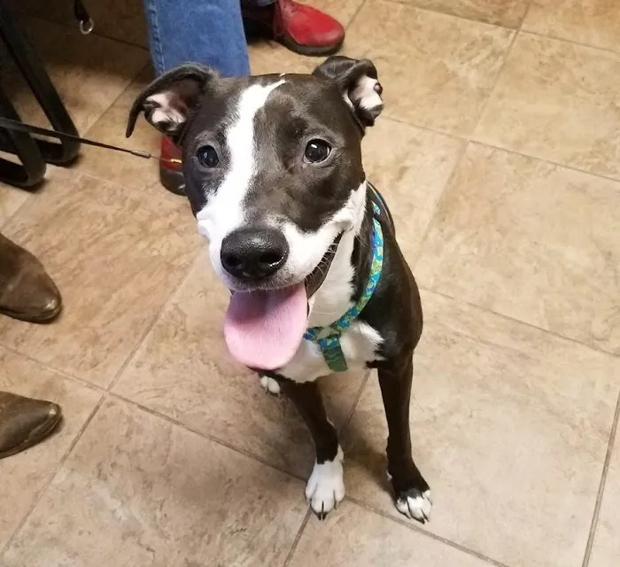 Silver Sands Veterinary Center Picture 8