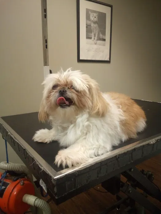 Companion Animal Hospital of Milford Picture 2