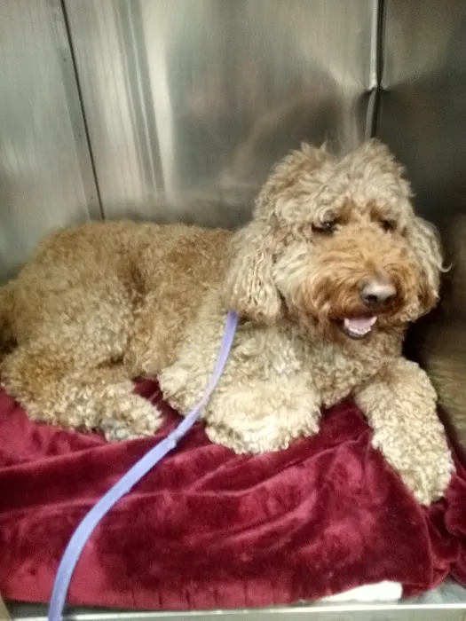 Companion Animal Hospital of Milford Picture 4