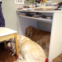 Companion Animal Hospital of Milford ico