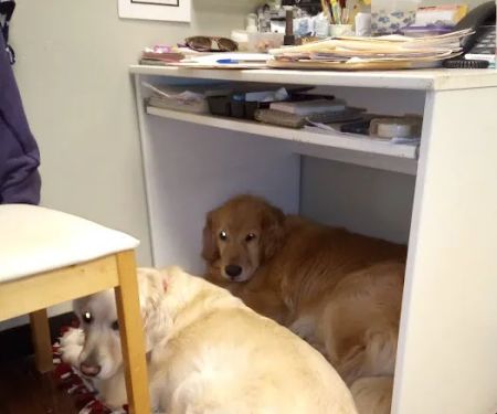 Companion Animal Hospital of Milford