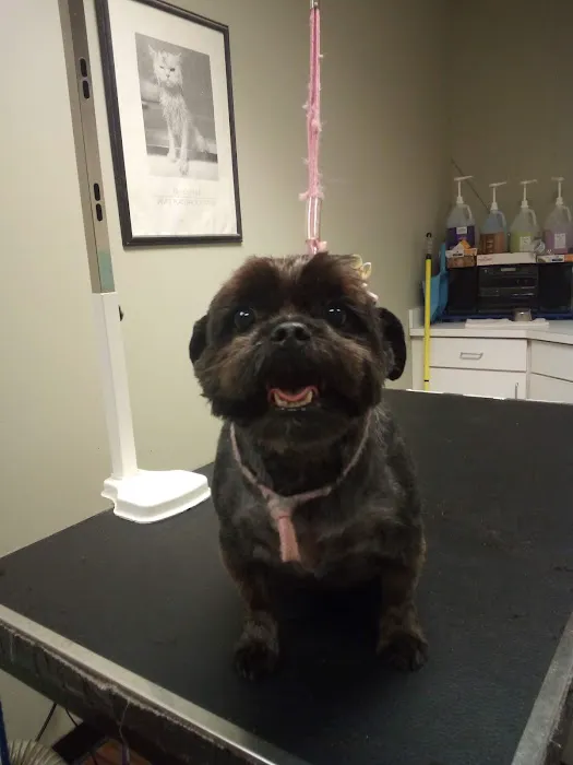 Companion Animal Hospital of Milford Picture 5