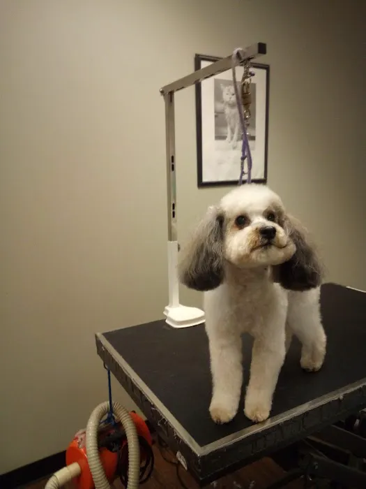 Companion Animal Hospital of Milford Picture 7