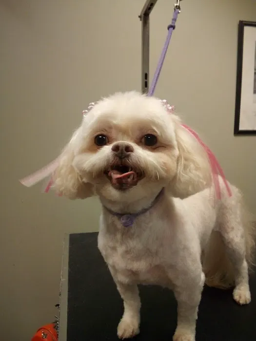Companion Animal Hospital of Milford Picture 9