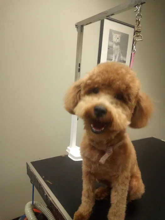 Companion Animal Hospital of Milford Picture 8