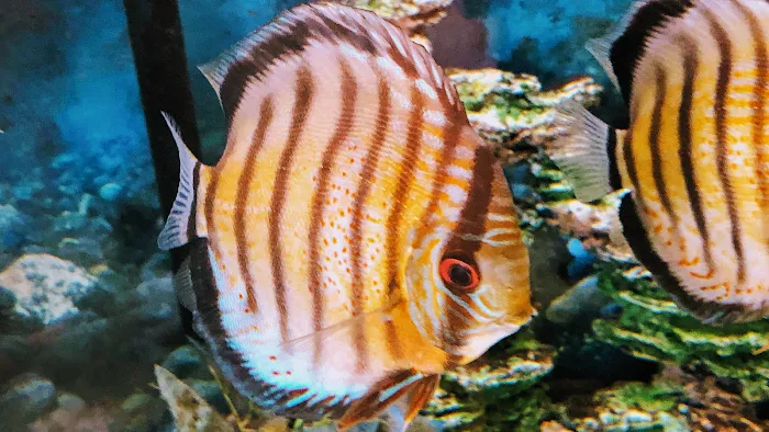 Fish City Pets Picture 5