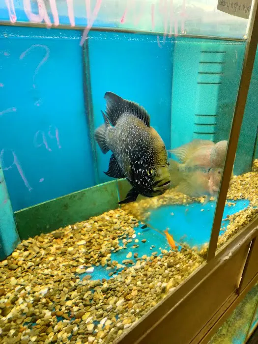 Fish City Pets Picture 8