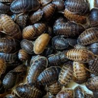 Critters 'N Crawlies LLC ico
