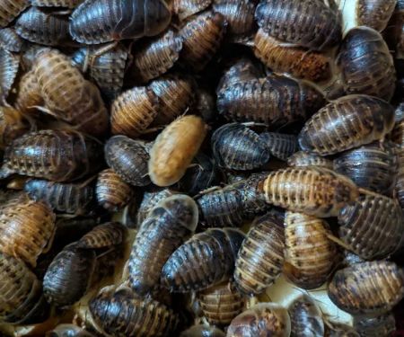 Critters 'N Crawlies LLC