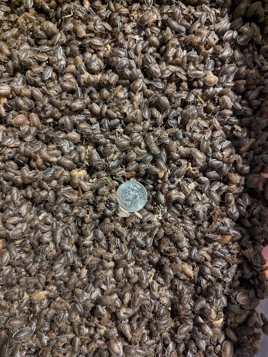 Critters 'N Crawlies LLC Picture 2