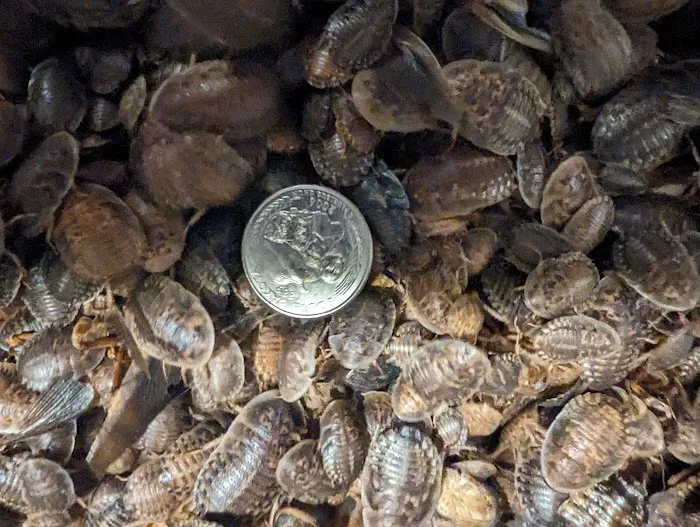 Critters 'N Crawlies LLC Picture 6