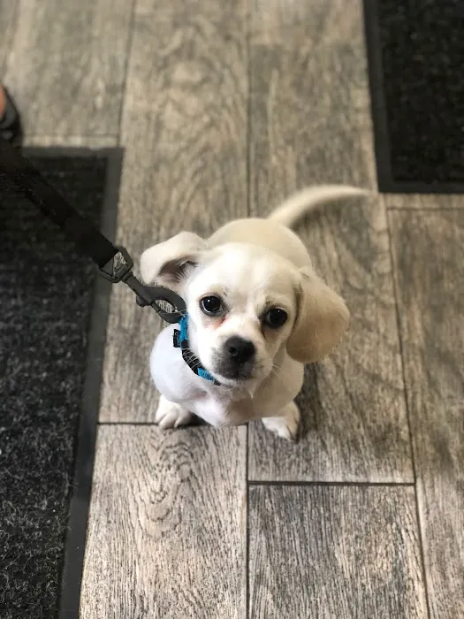 Snowflake Pet Center Picture 3